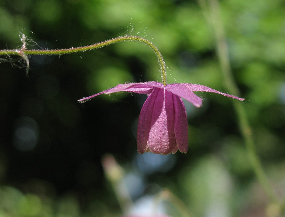 Image of Aquilegia ecalcarata specimen.