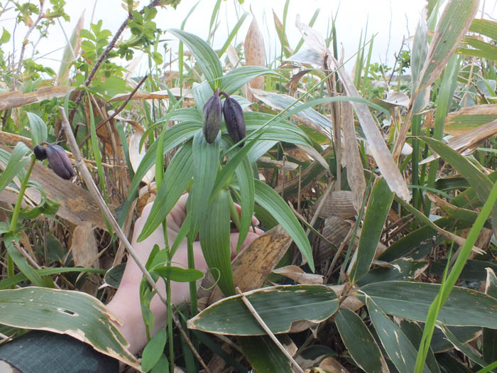 Image of Fritillaria camschatcensis specimen.