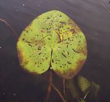 Nuphar lutea