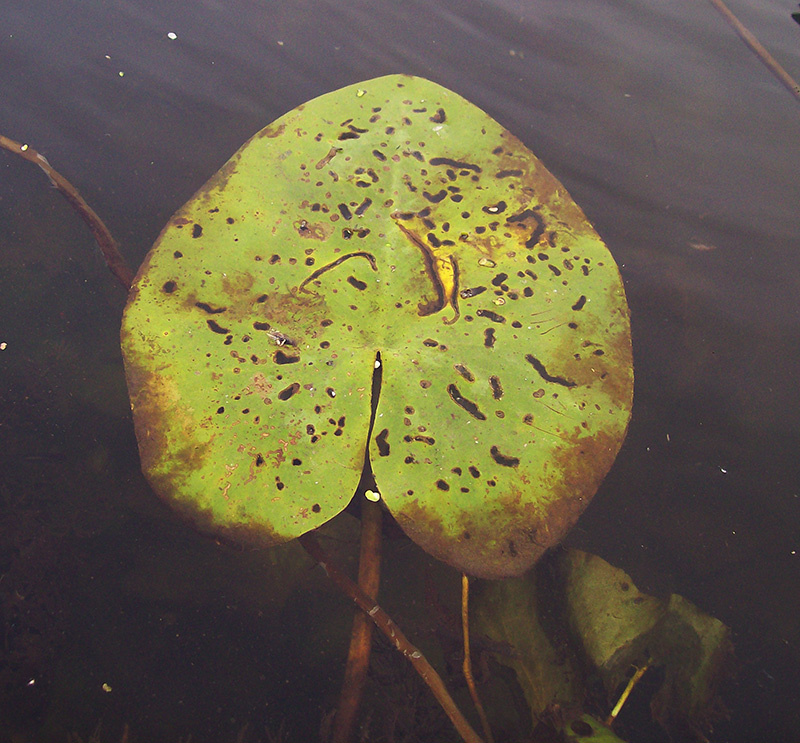 Image of Nuphar lutea specimen.