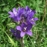 Campanula glomerata