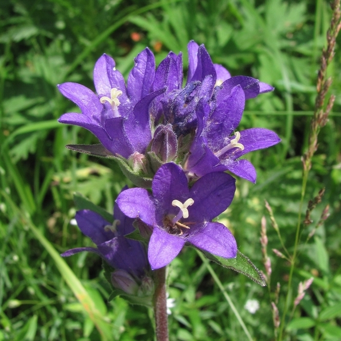 Image of Campanula glomerata specimen.