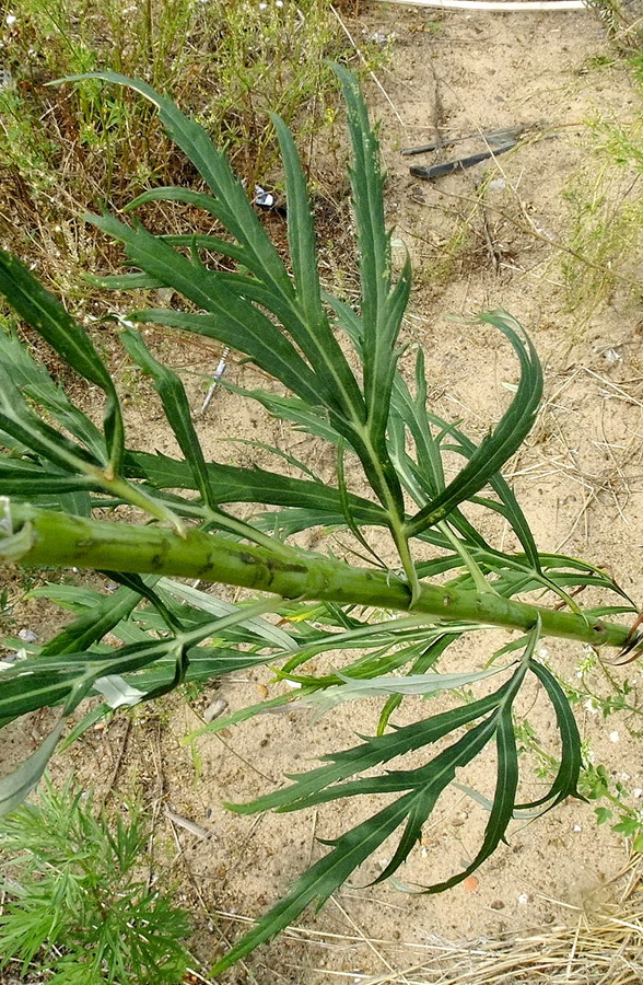 Изображение особи Artemisia selengensis.