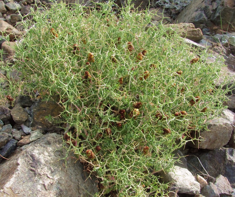 Изображение особи Sarcopoterium spinosum.