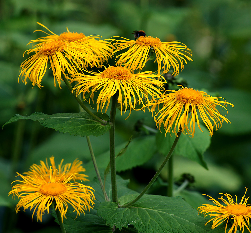 Изображение особи Telekia speciosa.