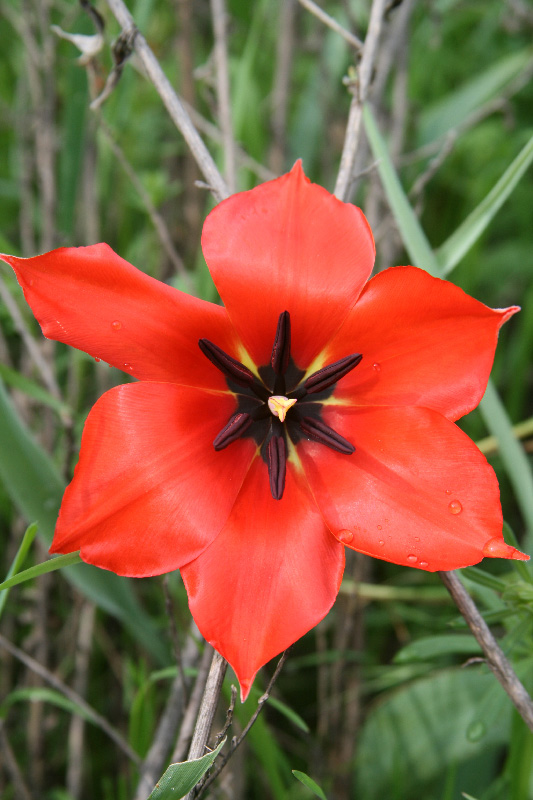 Изображение особи Tulipa carinata.
