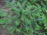 Abies nephrolepis