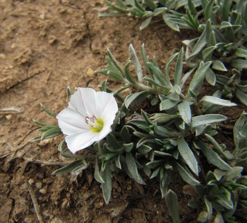 Image of Convolvulus ammannii specimen.