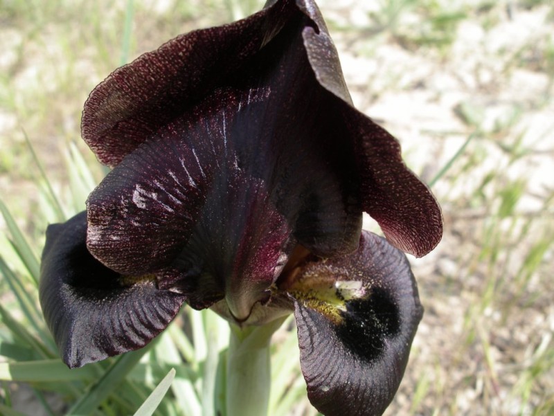 Изображение особи Iris atrofusca.