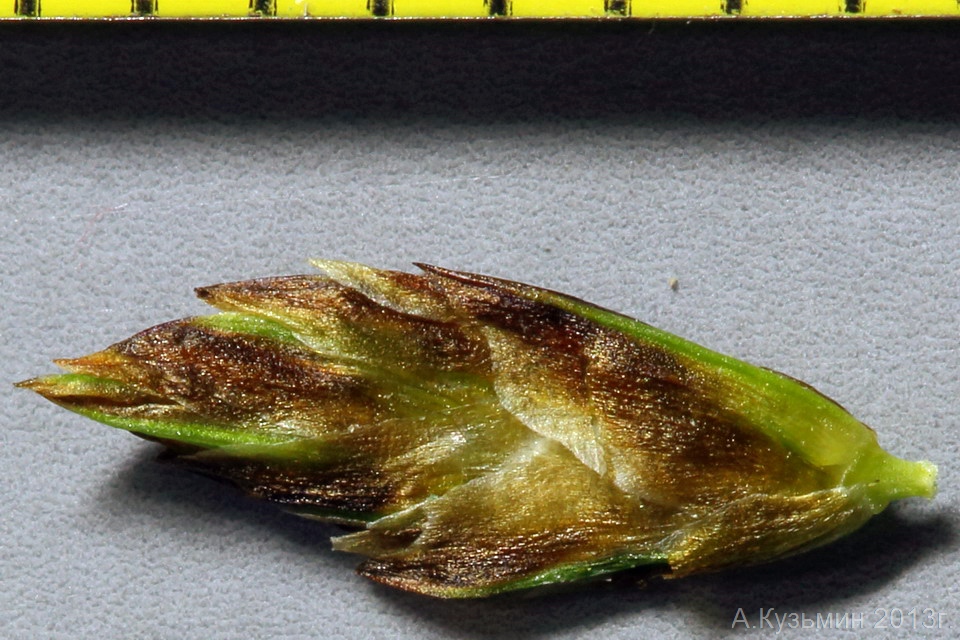 Image of Carex stenophylla specimen.