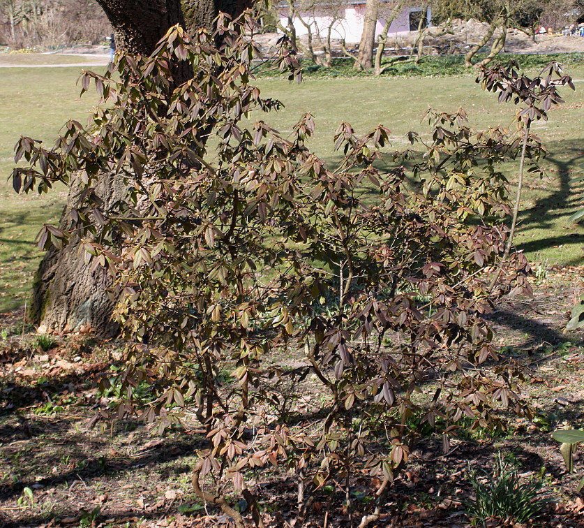 Изображение особи Rhododendron augustinii.