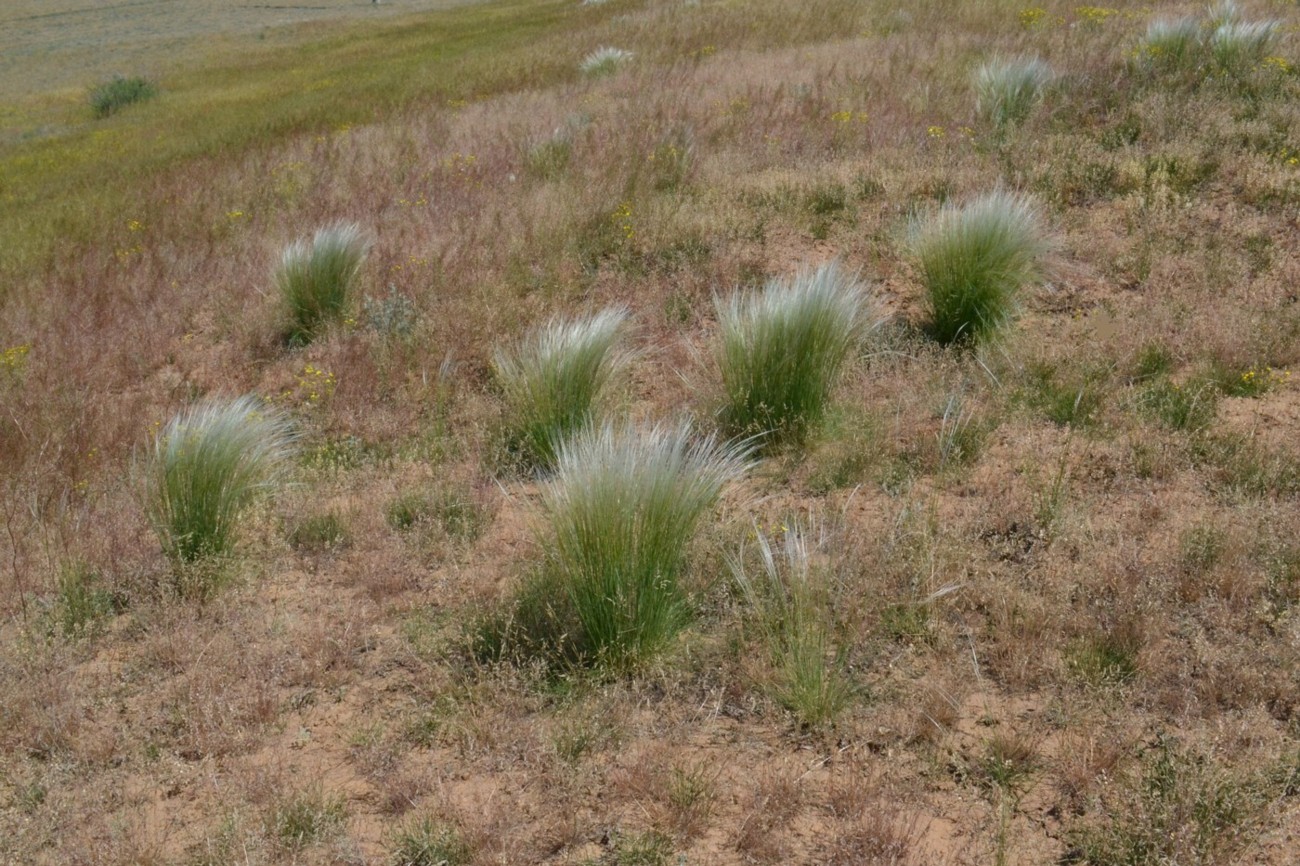 Изображение особи род Stipa.