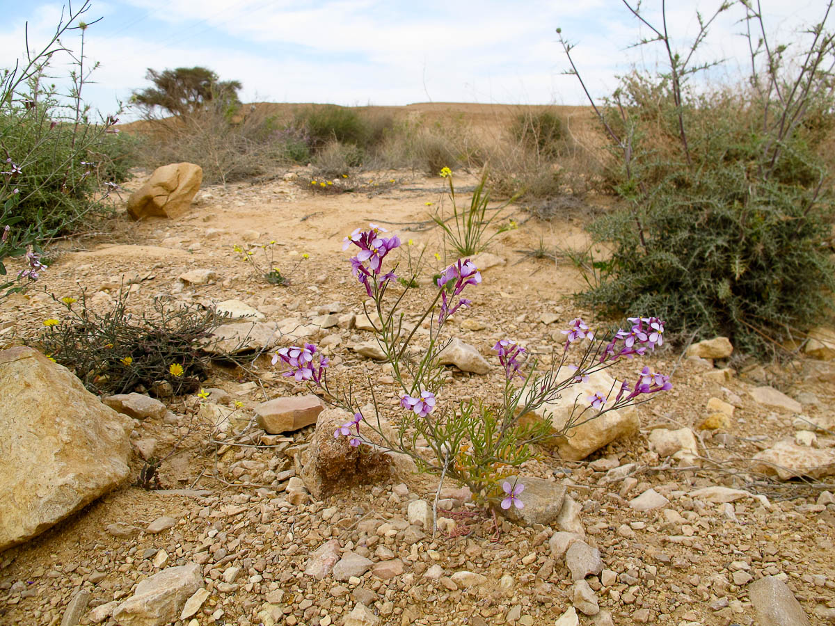 Image of Pseuderucaria clavata specimen.