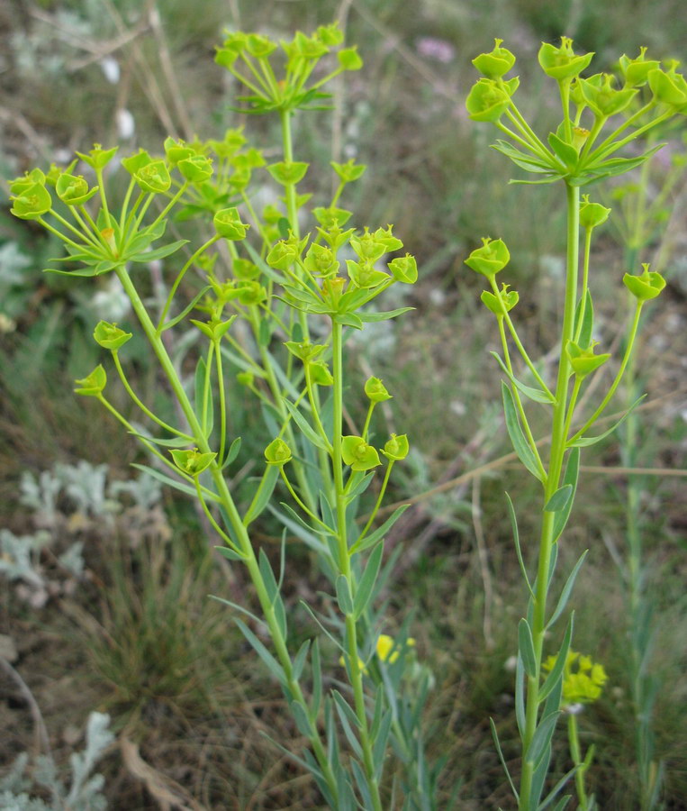 Изображение особи род Euphorbia.