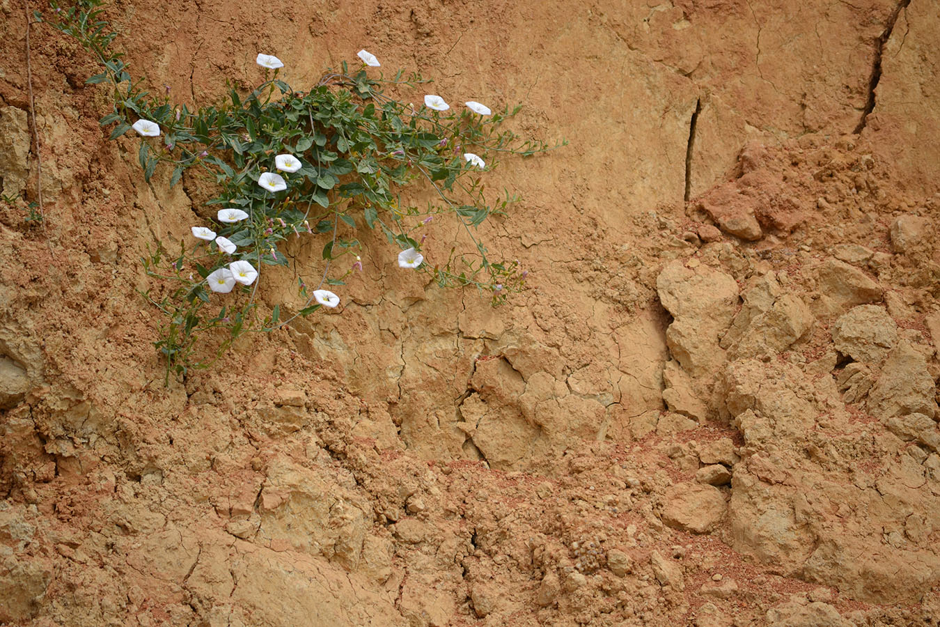 Image of Convolvulus arvensis specimen.