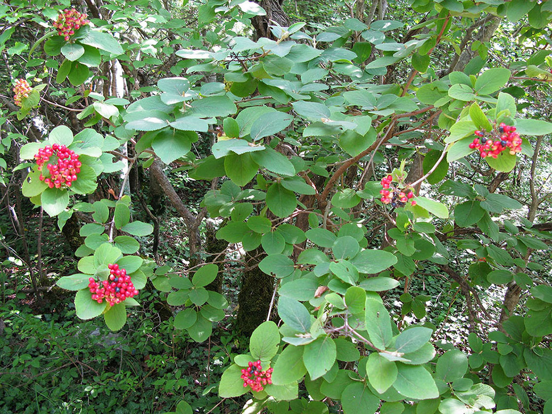 Image of Viburnum lantana specimen.