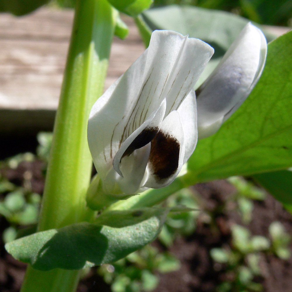 Изображение особи Vicia faba.