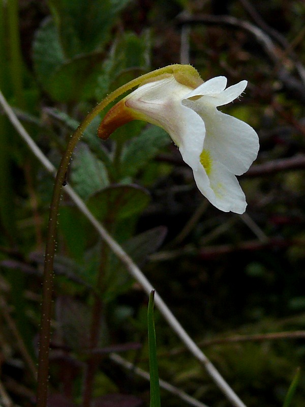 Image of Pinguicula alpina specimen.