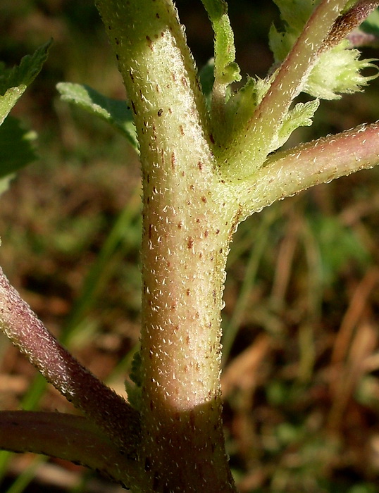 Image of Xanthium orientale specimen.