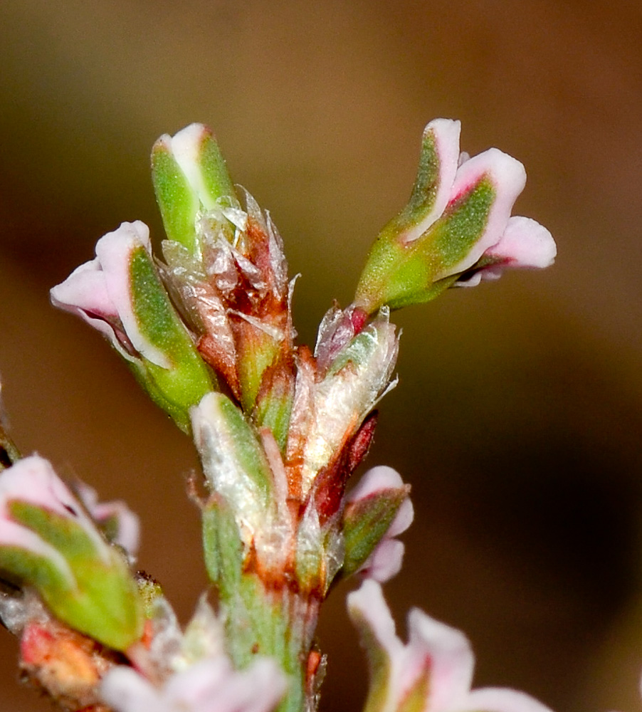 Image of Polygonum equisetiforme specimen.