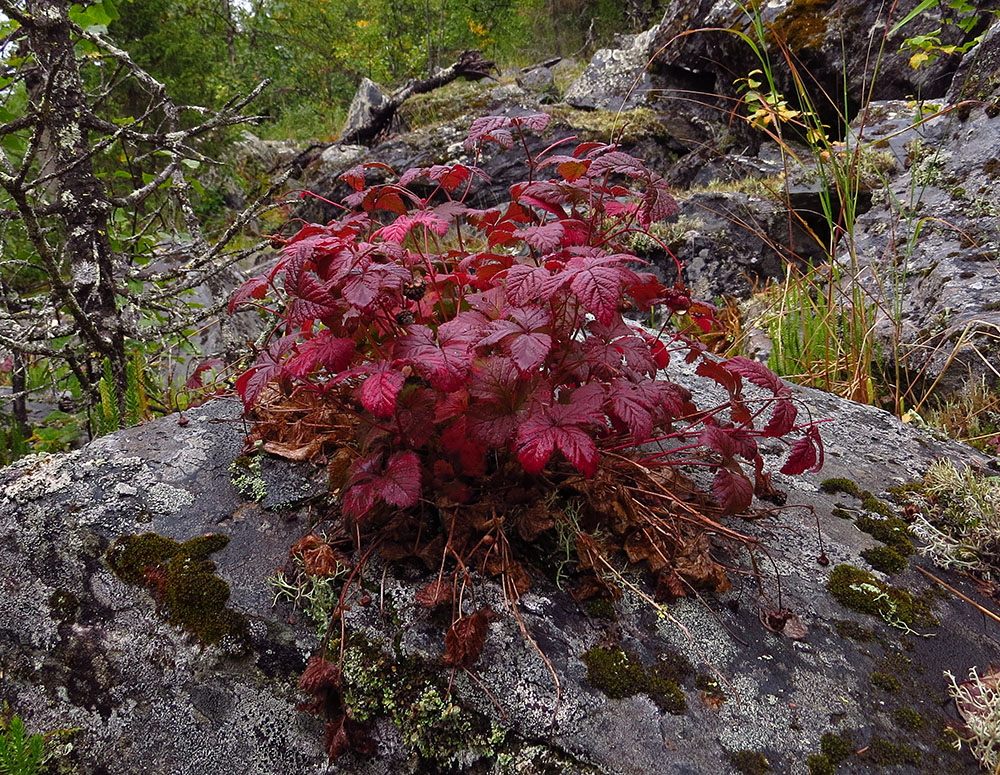 Image of Rubus arcticus specimen.