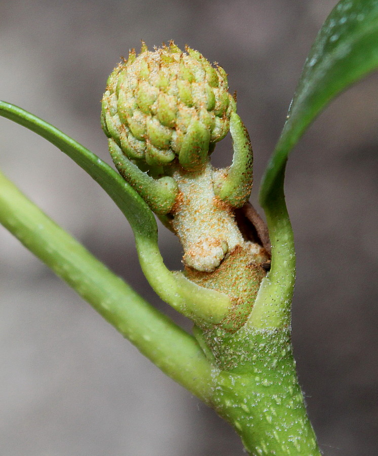 Image of Hedera colchica specimen.