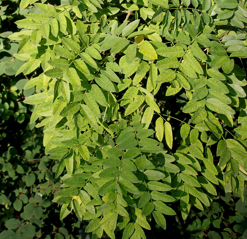 Image of Styphnolobium japonicum specimen.