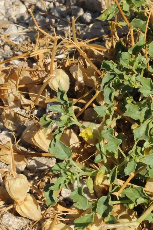 Image of Physalis crassifolia specimen.