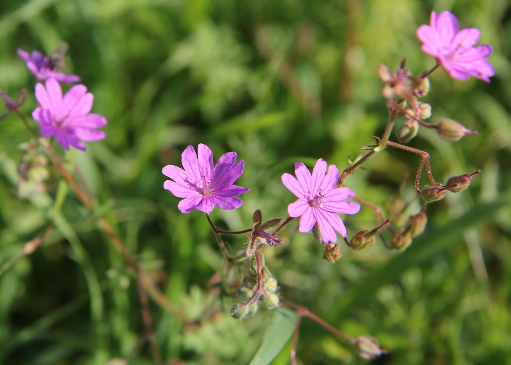 Image of Geranium pyrenaicum specimen.