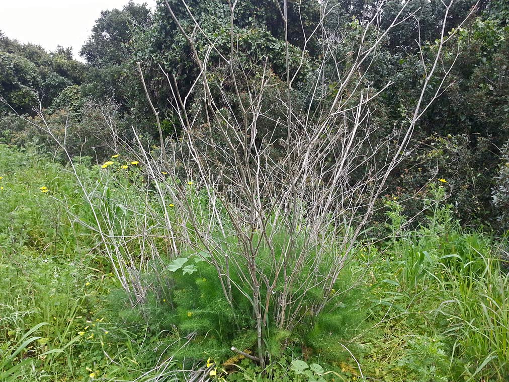 Изображение особи Foeniculum vulgare.