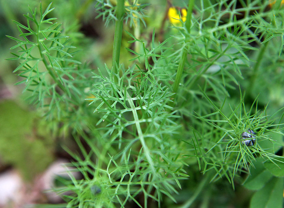 Image of Nigella damascena specimen.