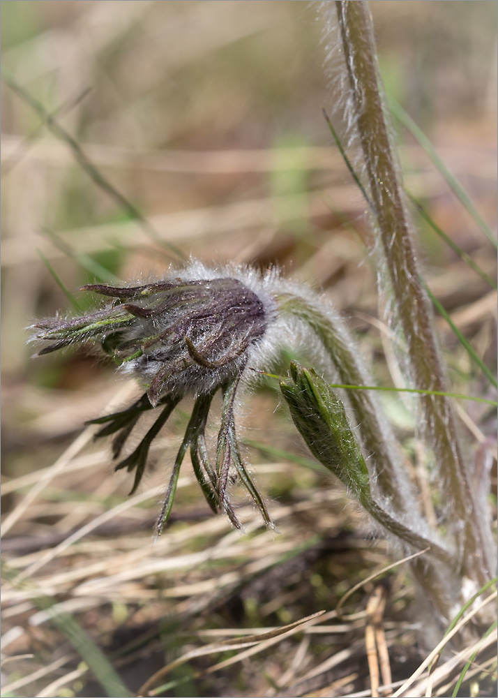 Image of Pulsatilla pratensis specimen.