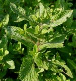 Mentha spicata. Верхняя часть побега. Германия, г. Дюссельдорф, Ботанический сад университета. 02.06.2014.