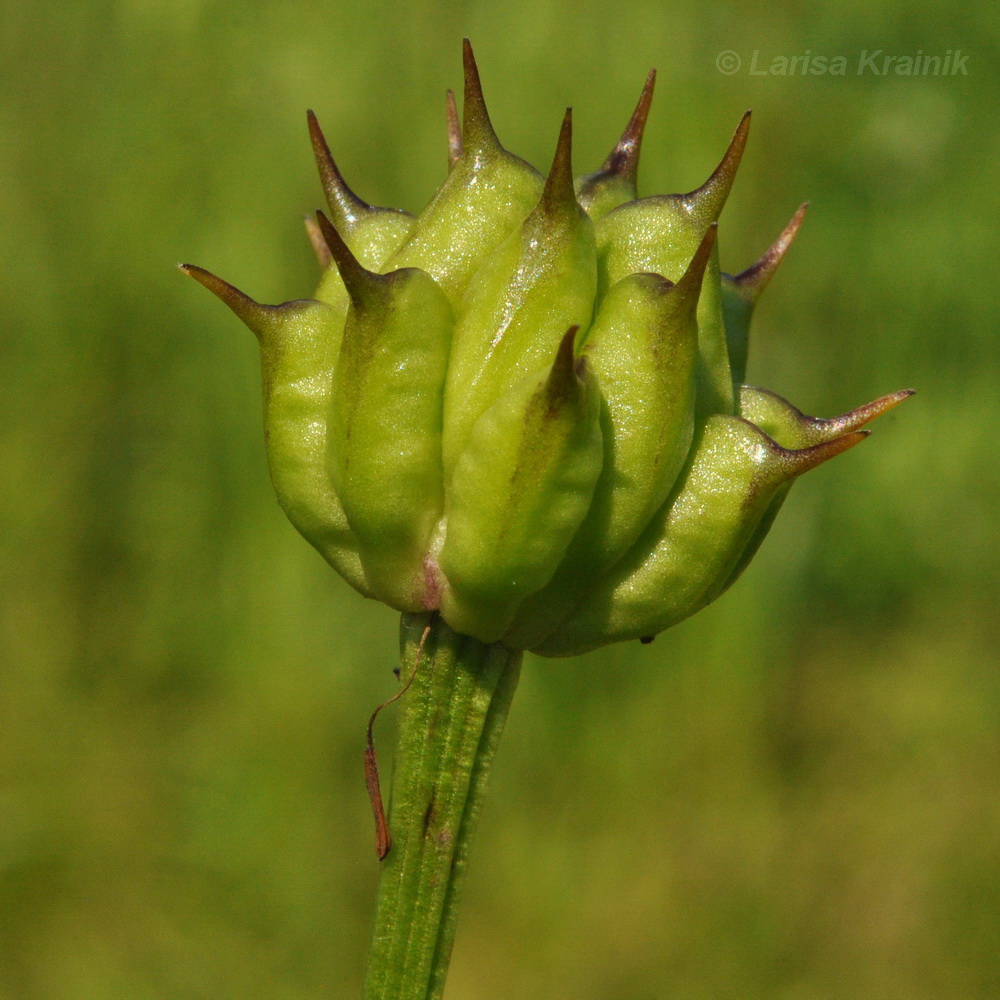 Изображение особи Trollius macropetalus.