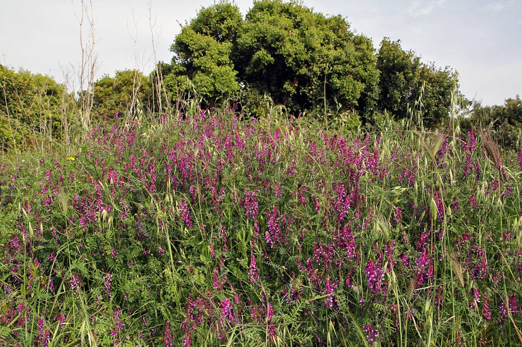 Image of Vicia varia specimen.