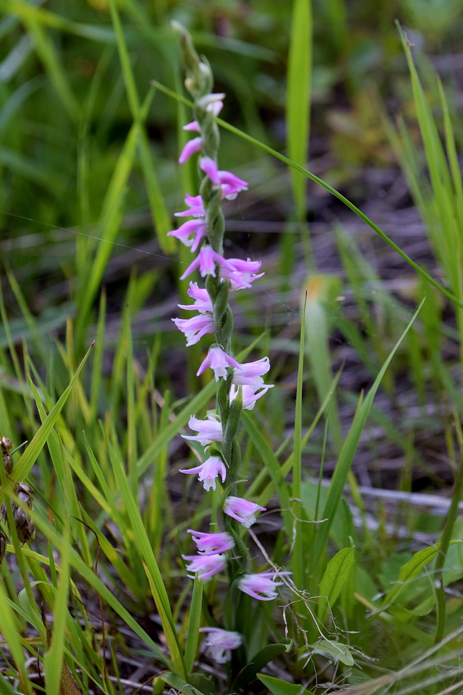 Image of Spiranthes australis specimen.