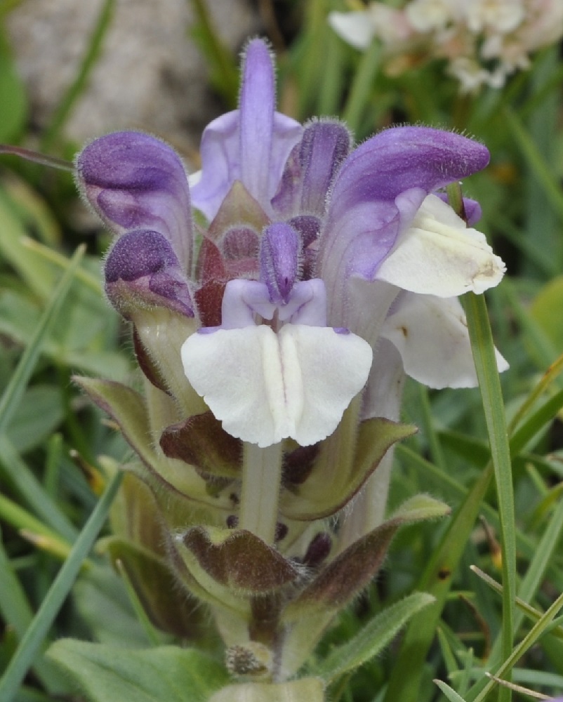 Изображение особи Scutellaria alpina.