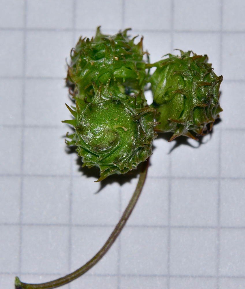 Image of Medicago littoralis specimen.