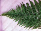 Athyrium filix-femina. Верхняя часть листовой пластинки (вид сверху). Мурманская обл. Североморский р-н, окр. пгт Росляково, берег губы Грязная Кольского залива, высокоствольный березовый лес с густым травяным подростом. 17.08.2014.