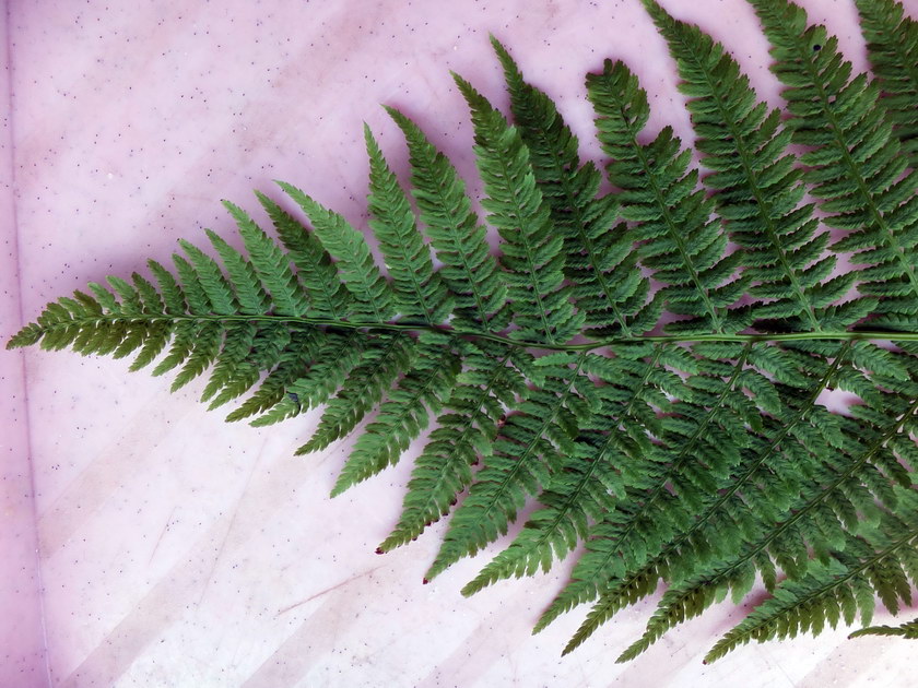 Image of Athyrium filix-femina specimen.