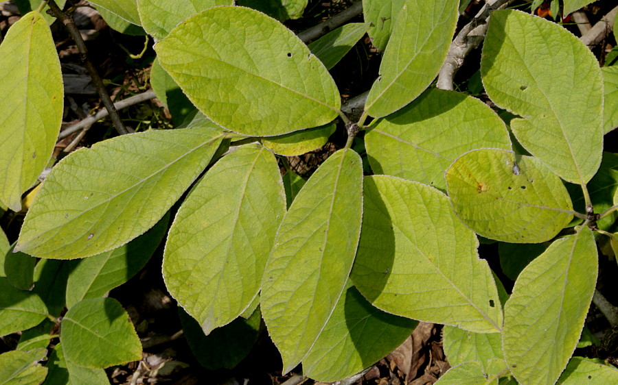 Image of Ehretia bakeri specimen.