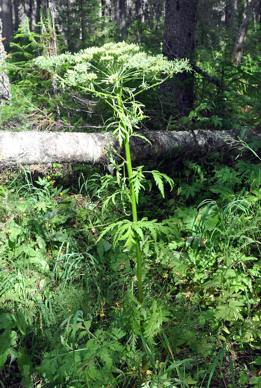 Image of Pleurospermum uralense specimen.