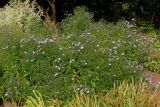 Symphyotrichum cordifolium. Заросли цветущих растений ('Blue Heaven'). Германия, г. Крефельд, Ботанический сад. 06.09.2014.