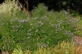 Symphyotrichum cordifolium