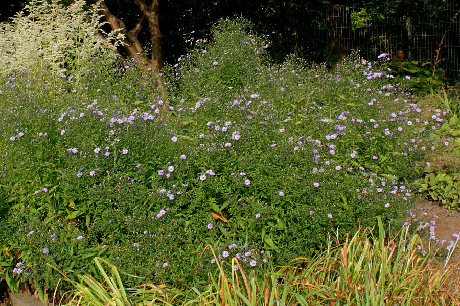 Image of Symphyotrichum cordifolium specimen.