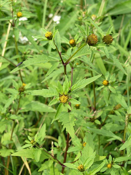 Image of Bidens tripartita specimen.