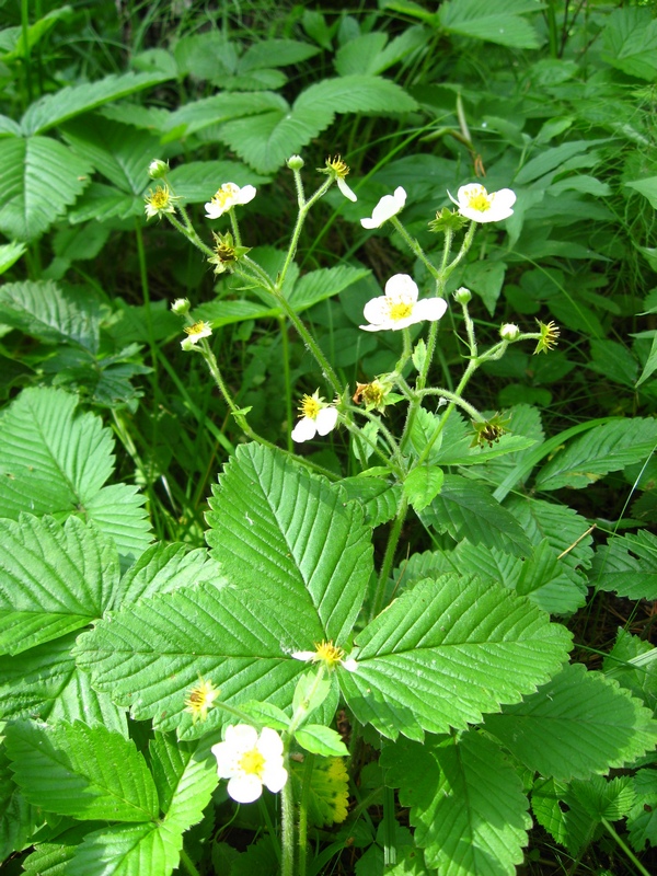 Изображение особи Fragaria moschata.