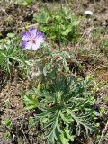 Geranium tuberosum