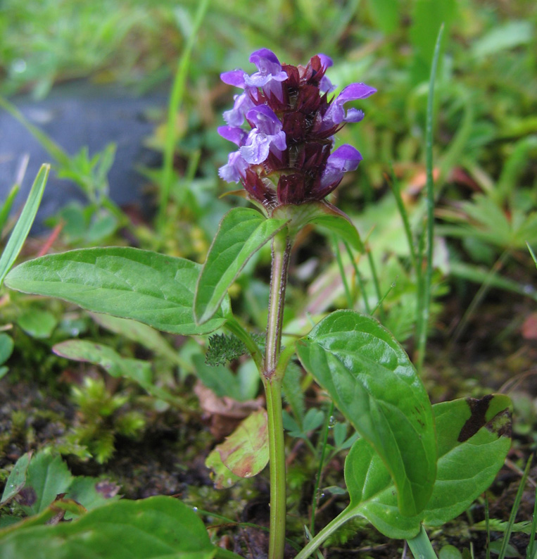 Изображение особи Prunella vulgaris.