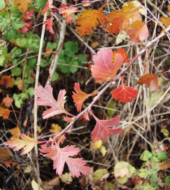 Image of Crataegus monogyna specimen.